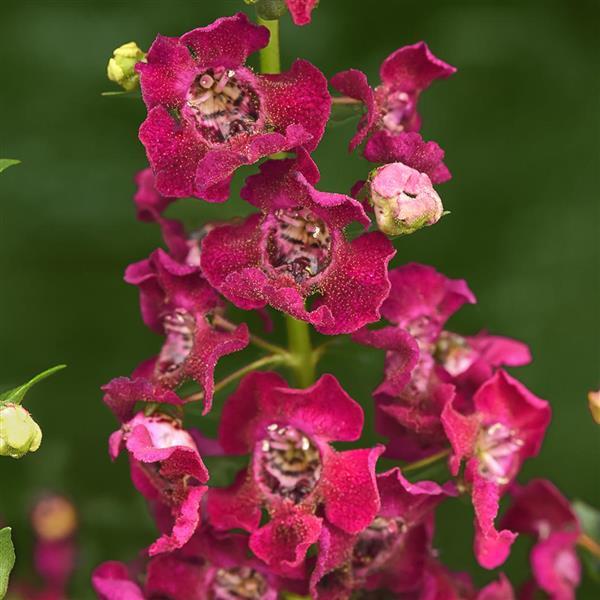 Archangel™ Fuchsia Angelonia - Bloom