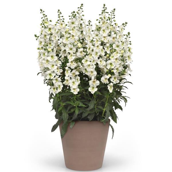 Archangel™ White Angelonia - Container
