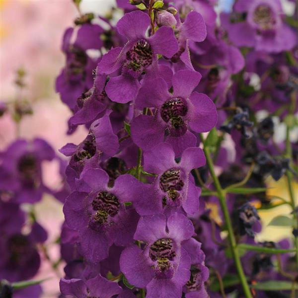 Archangel™ Dark Purple Angelonia - Bloom