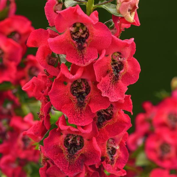 Archangel™ Cherry Red 26 Angelonia - Bloom