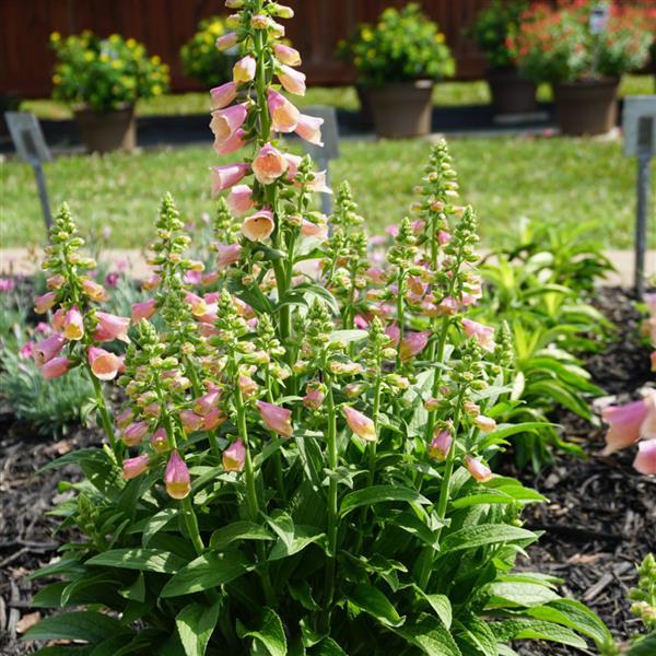 Digitalis Arctic Fox™ Rose - Landscape