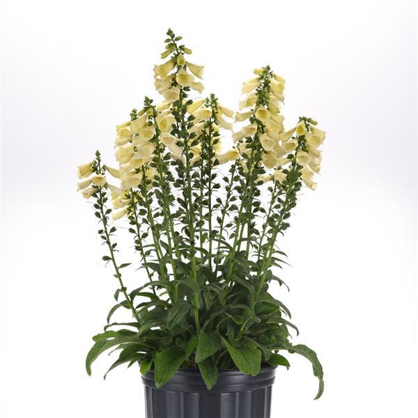 Digitalis Arctic Fox™ Lemon Cream - Container