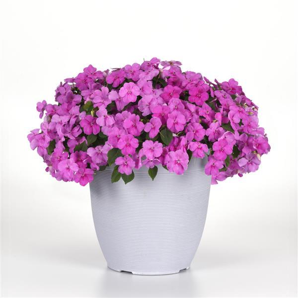 Beacon® Blue Pearl Impatiens - Container