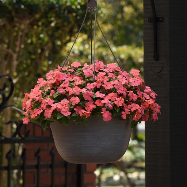Beacon® Coral Impatiens - Basket