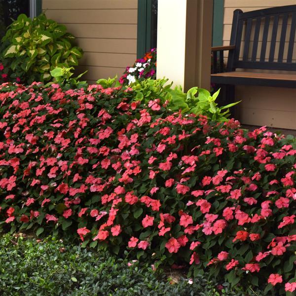 Beacon® Coral Impatiens - Commercial Landscape 1