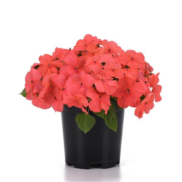 Beacon® Coral Impatiens - Container