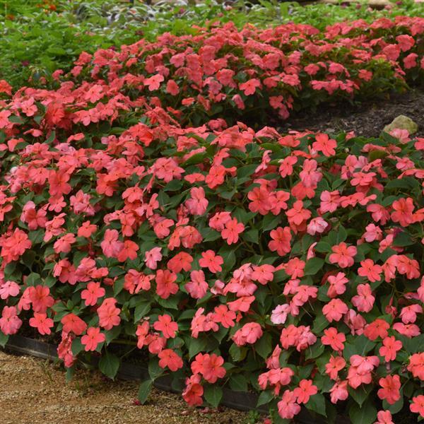 Beacon® Coral Impatiens - Landscape
