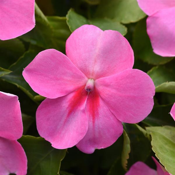 Beacon® Pink Impatiens - Bloom