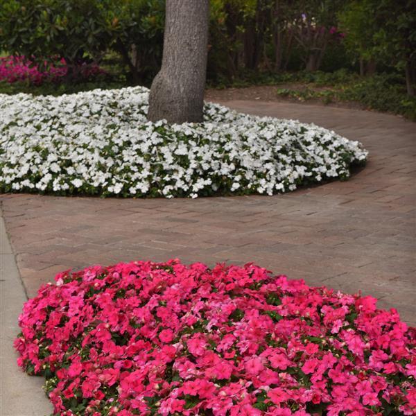 Beacon® Rose Impatiens - Commercial Landscape 1