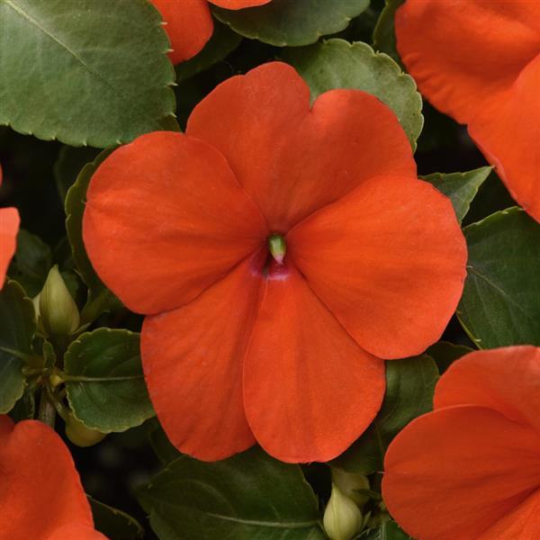 Beacon® Orange Improved Impatiens - Bloom