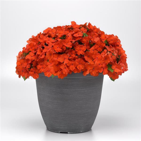 Beacon® Orange Improved Impatiens - Container