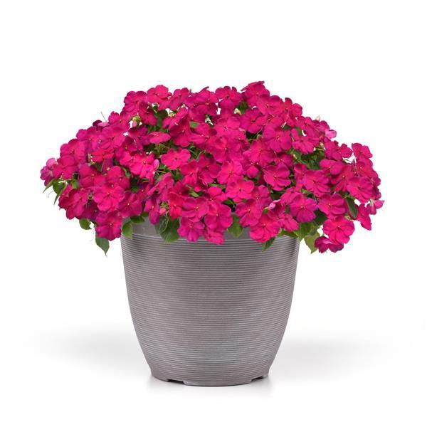 Beacon® Violet Improved Impatiens - Container