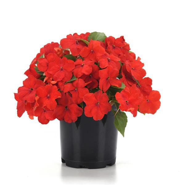 Beacon® Bright Red Impatiens - Container