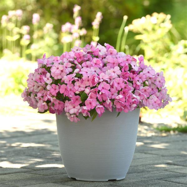 Beacon® Light Pink Impatiens - Container