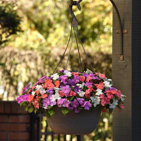 Beacon® Pearl Island Mixture Impatiens - Basket