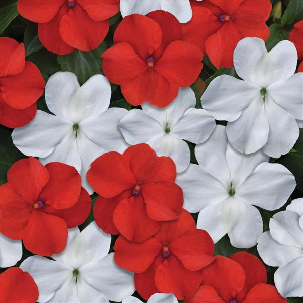 Beacon® Cape Pine Mixture Impatiens - Bloom