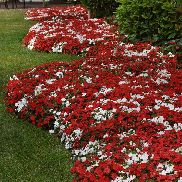 Beacon® Cape Pine Mixture Impatiens - Commercial Landscape 1