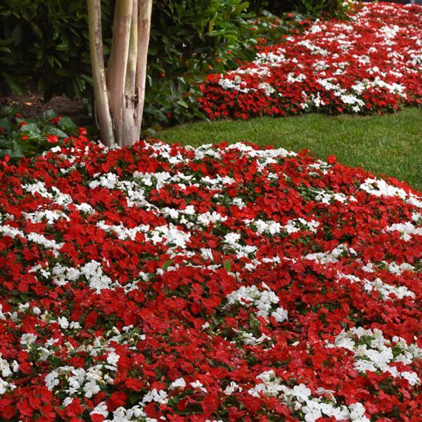 Beacon® Cape Pine Mixture Impatiens - Commercial Landscape 2