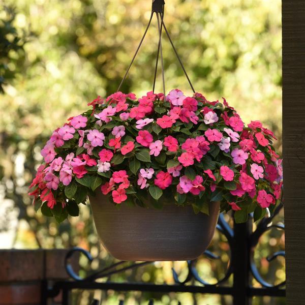 Beacon® Otway Mixture Impatiens - Basket