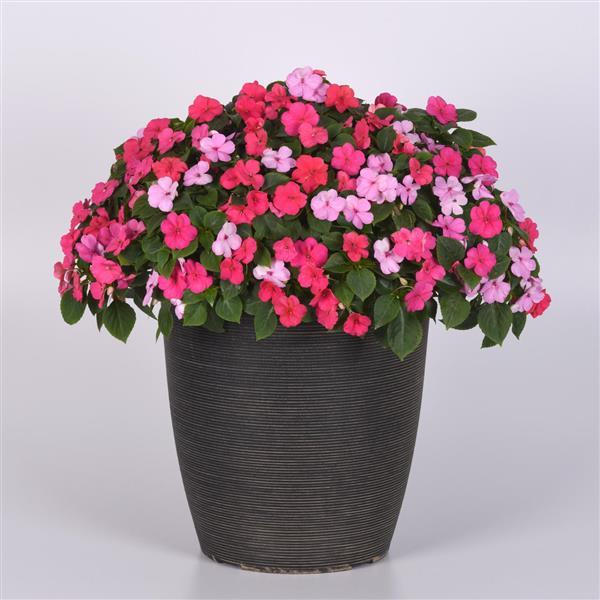 Beacon® Otway Mixture Impatiens - Container