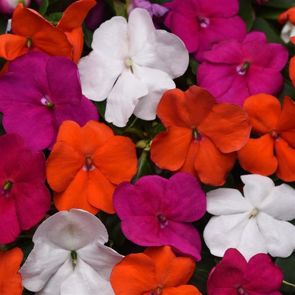 Beacon® Lindau Mixture Improved Impatiens - Bloom