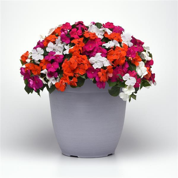 Beacon® Lindau Mixture Improved Impatiens - Container