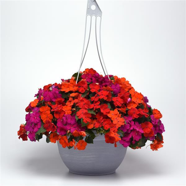 Beacon® Sanibel Mixture Improved Impatiens - Basket