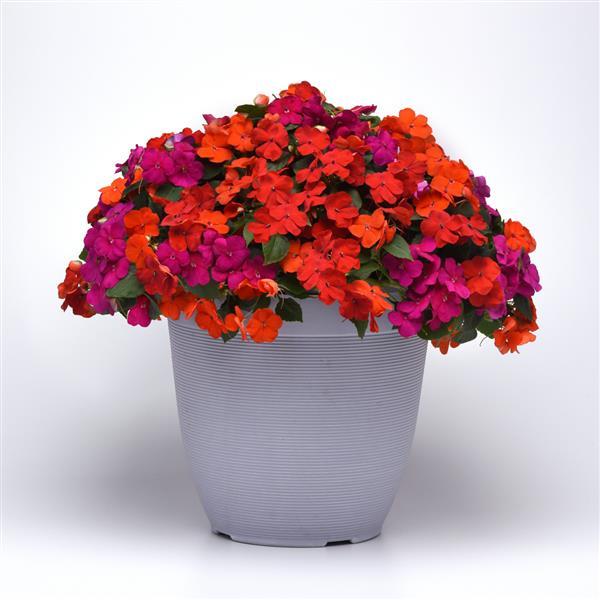 Beacon® Sanibel Mixture Improved Impatiens - Container