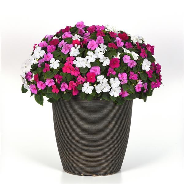 Beacon® Chicago Mixture Improved Impatiens - Container