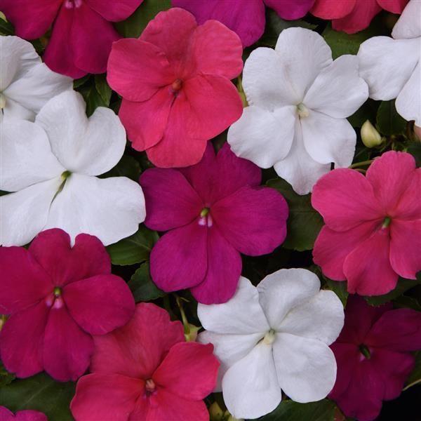 Beacon® Portland Mixture Improved Impatiens - Bloom