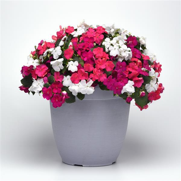 Beacon® Portland Mixture Improved Impatiens - Container