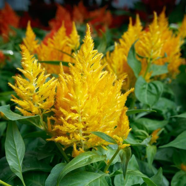 Flamma Golden Celosia - Bloom