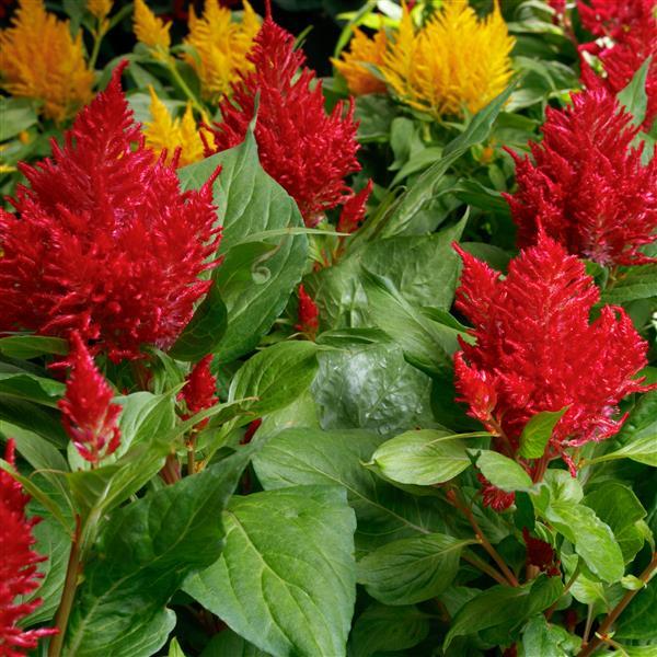 Flamma Mix Celosia - Bloom