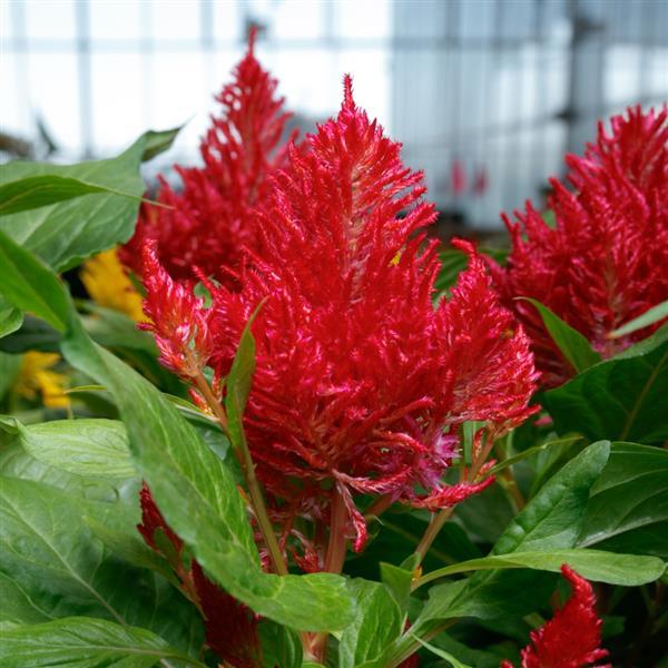 Flamma Red Celosia - Bloom