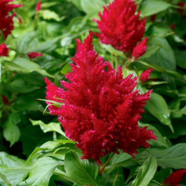 Flamma Rose Celosia - Bloom