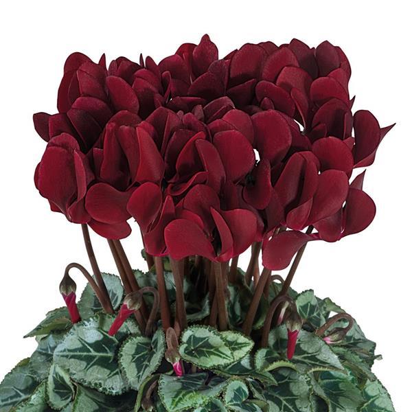 Smartiz® Select Deep Magenta Tuxedo Cyclamen - Bloom