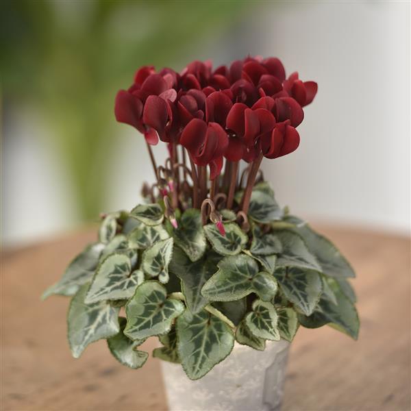 Smartiz® Select Deep Magenta Tuxedo Cyclamen - Container