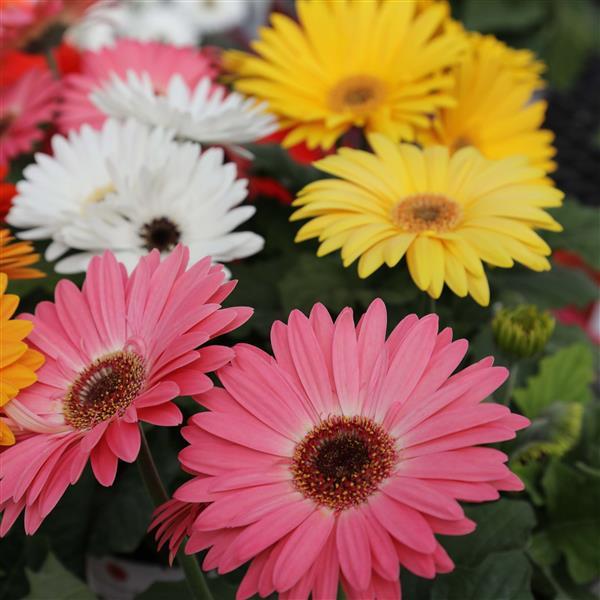 Majorette Mix Gerbera - Bloom