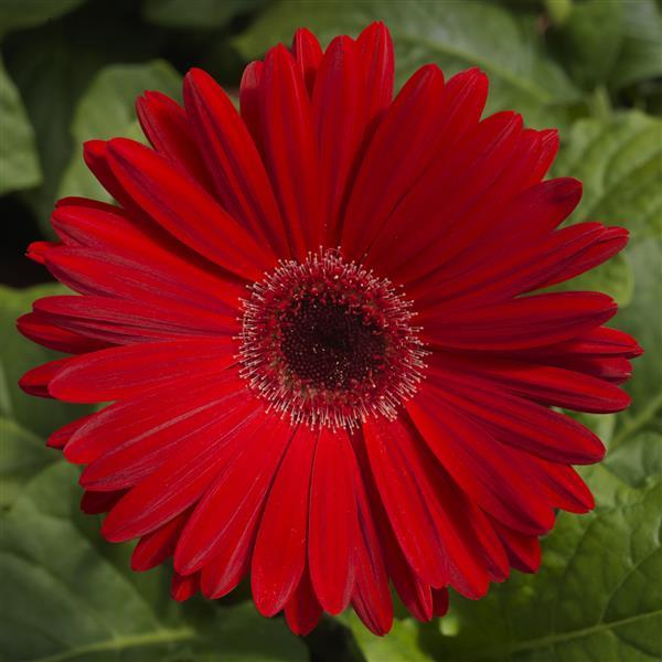 Majorette Red Dark Eye Gerbera - Bloom
