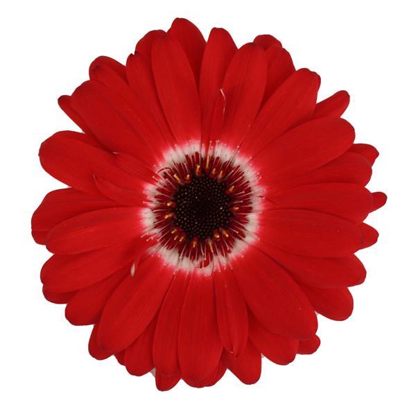 Majorette Red Bicolor Dark Eye Gerbera - Bloom