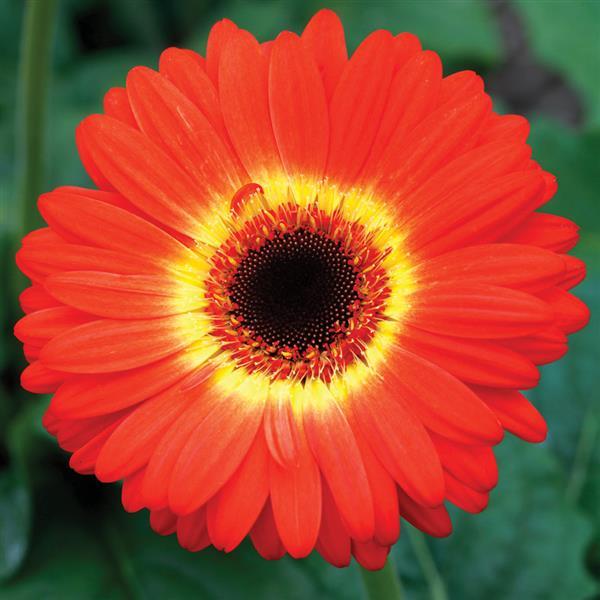 Majorette Orange and Yellow Bicolor Dark Eye Gerbera - Bloom