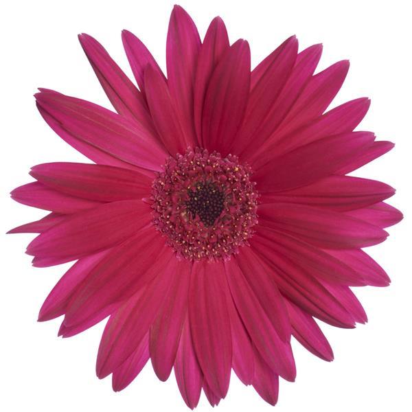 Majorette Orchid Dark Eye Gerbera - Bloom