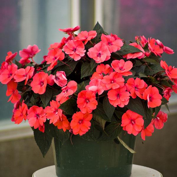 SunPatiens® Compact Deep Rose Impatiens - Container