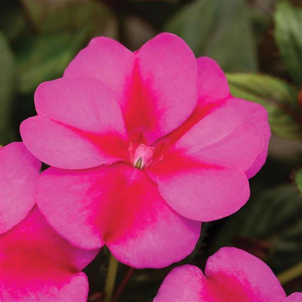 SunPatiens® Compact Purple Candy Impatiens - Bloom