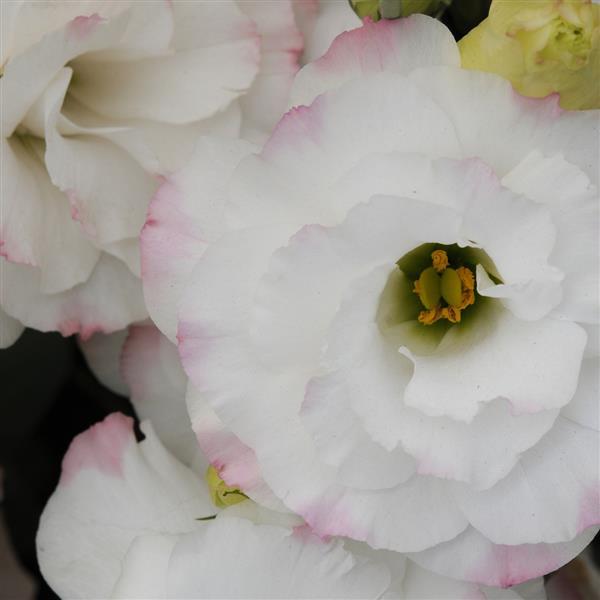 ABC™ 1 Rose Rim Lisianthus - Bloom