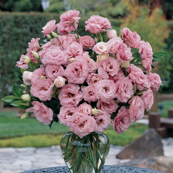 ABC™ 1 Deep Rose Lisianthus - Container