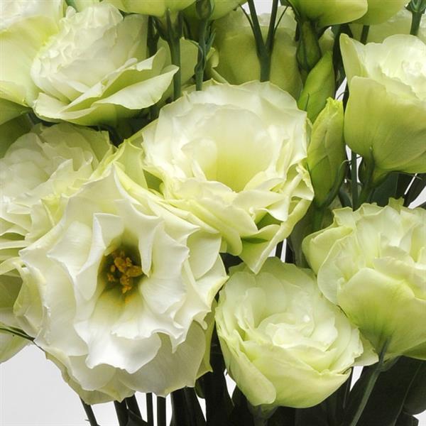 ABC™ 1 Green Lisianthus - Bloom