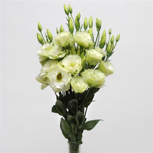 ABC™ 1 Green Lisianthus - Cutflower
