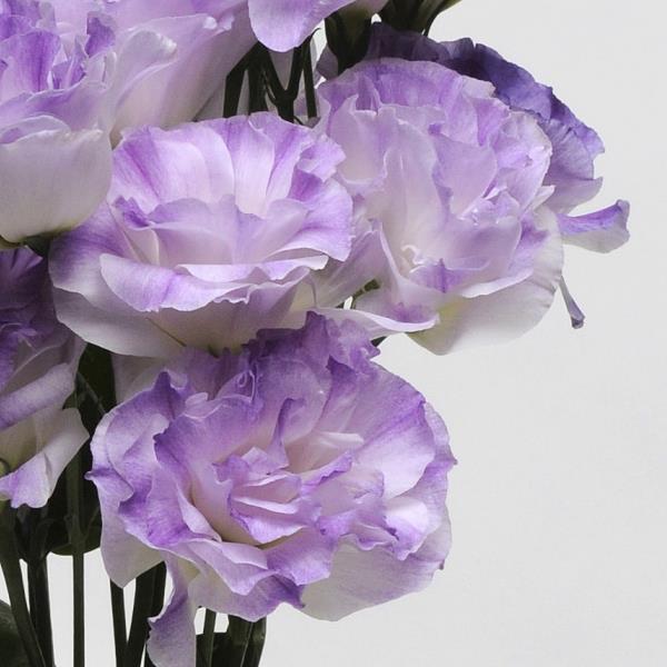 ABC™ 1 Misty Blue Lisianthus - Bloom