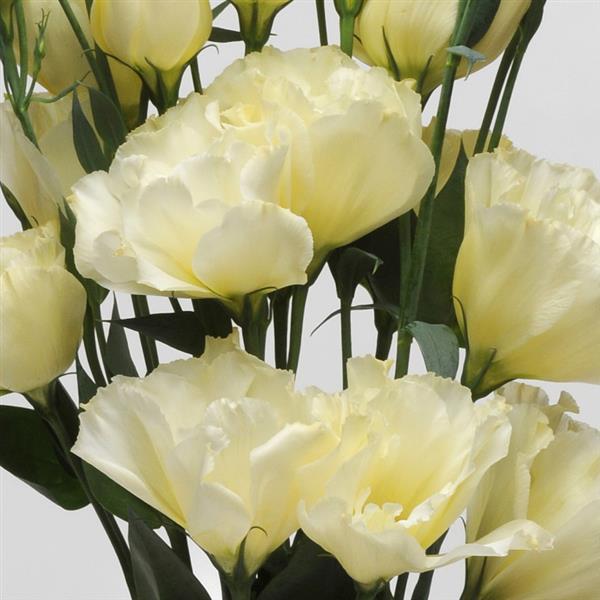 ABC™ 1 Yellow Lisianthus - Bloom